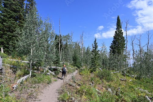 Woman hikes amidst wildflowers and evergreen trees on Thomas Lakes Trail in Maroon Bells-Snowmass Wilderness on clear sunny summer morning.