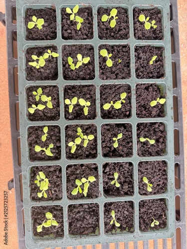 vegetables seedlings, Planting young seedlings on spring day, Growing own fruits and vegetables in a homestead, plastic pot, garden tools