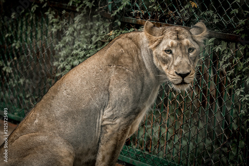 Photography Lioness Portrait Gujarat India Wildlife Photography