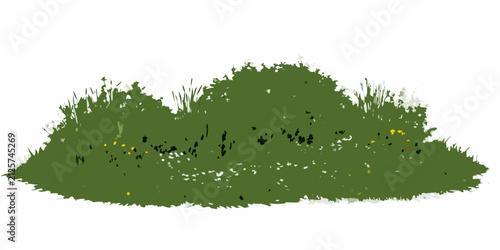 Cuadro en lienzo Wildflower meadow with green grass and small yellow blooms on a white background