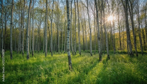 Birch forest under blue sky with lush green undergrowth