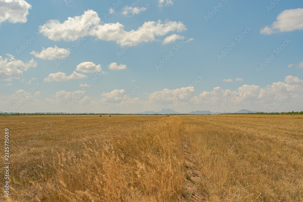 Fototapeta premium Endless empty harvested agricultural field stretching toward horizon under blue summer sky. East Kazakhstan