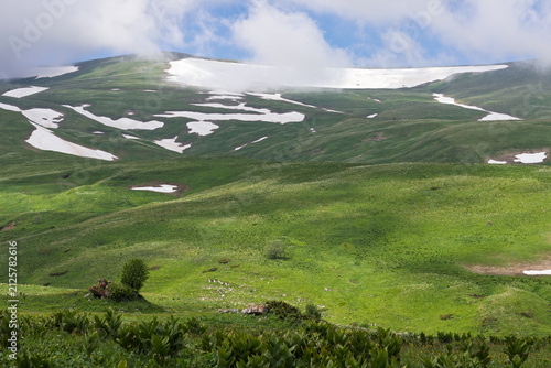 Alpine meadows with new plants blooming on the slopes, with flowers and green vegetation in spring and summer, nature walks