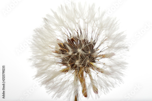 Фотография Close-up dandelion tranquil abstract background