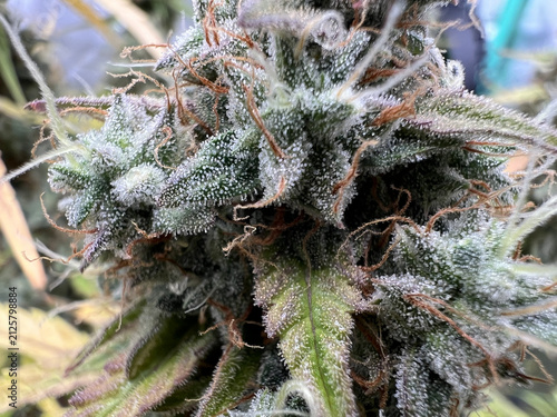 Obraz na płótnie Ripe cannabis bud macro