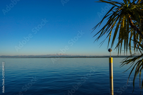 Canvas Print Palm-Framed View across Lake Constance to the Snow-Capped Alps in Golden Evening