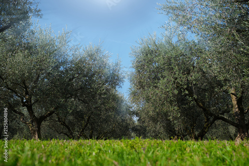 Traditional plantation of olive trees in Italy. Trees in a row. Ripe olive plantations. Plantation of vegetable trees. Olive tree plantation. The rays of the sun through the trees.