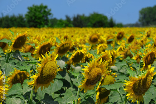 Beautiful clouds in the blue sky. Golden summer sunflower in the sun
