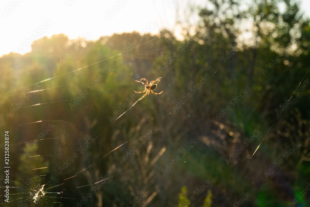 Obraz premium Spider backlit on web in glowing golden sunlight