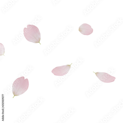 Soft pink cherry blossom petals falling against a white studio background with dreamy bokeh and shallow depth of field romantic spring atmosphere