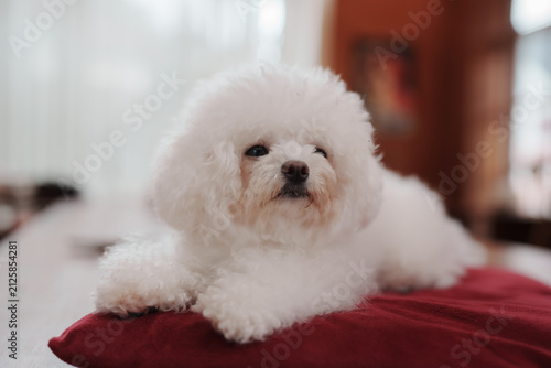 Fotografía Adorable fluffy white Bichon Frise dog relaxing on a red cushion indoors with soft natural light and blurred background, creating a warm, cozy pet portrait