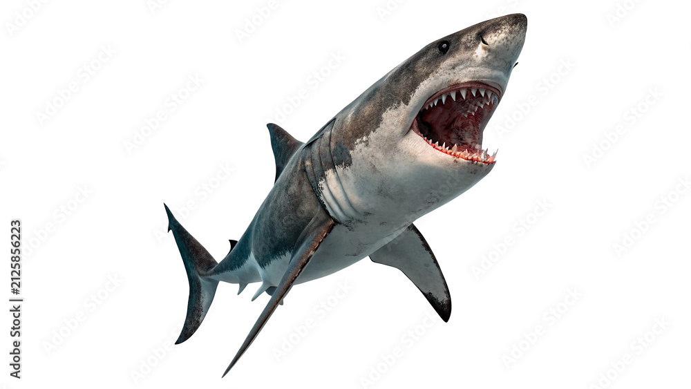 Fototapeta premium Great white shark swimming with open mouth showing sharp dangerous teeth fiercely isolated on transparent background