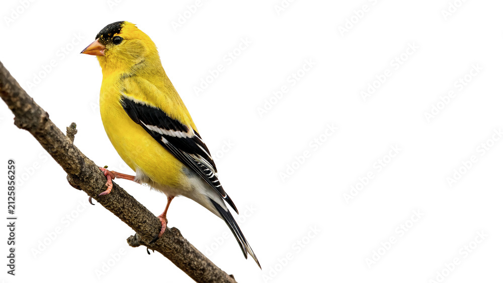 Obraz premium Small bright yellow finch bird perched on a rustic wooden branch outdoors isolated on transparent background