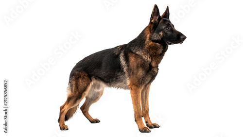 Фотография German shepherd dog standing proudly alert pet loyalty companion domestic animal