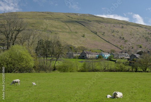 Lambs in a field in Wharfedale near Buckden in the Yorkshire Dales National Park