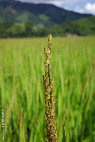 green wheat field