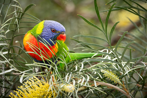 Fotografía A rainbow lorikeet, resplendent in its multicolored feathers, looks around eagerly for its next shot of nectar in a grevillea tree in a suburban garden on the Gold Coast in Queensland, Australia