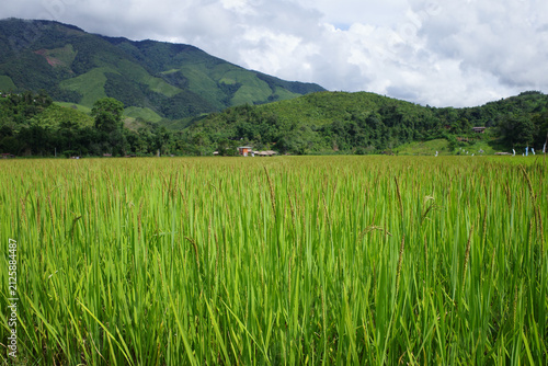 rice field in the mountains
