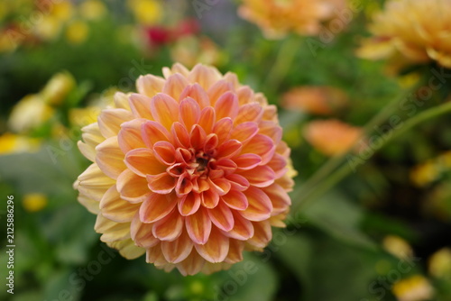 orange dahlia flower