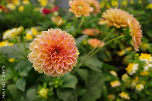 orange dahlia flower