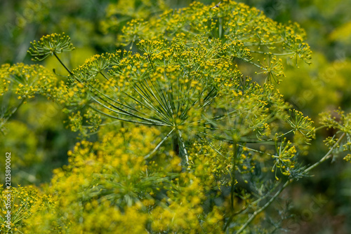 Flowering Dill Plant with Yellow Umbels in Summer