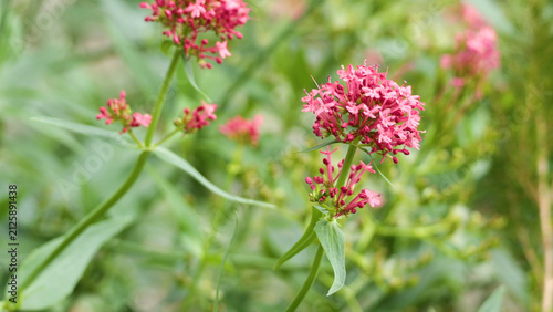 Photography Close-up of Vibrant Red Valerian Flowers Blooming in a Garden