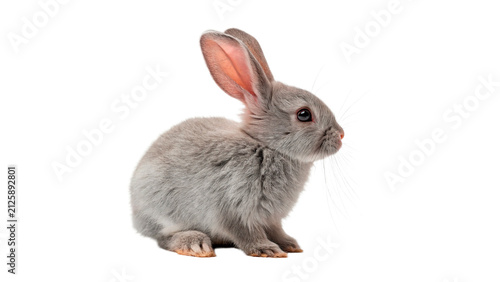 Foto Cute little grey furry rabbit bunny sitting calmly looking forward soft domestic