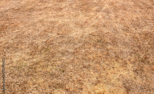 Dry brown grass lawn parched in drought conditions during heatwave. Global warming climate change concept.