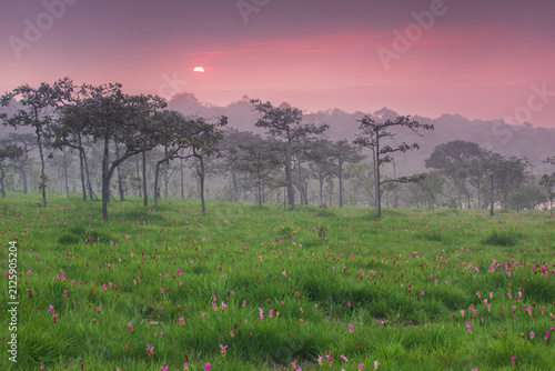 Beautiful Siam Tulip fields in Sai Thong National Park, Chaiyaphum Province, Thailand.
