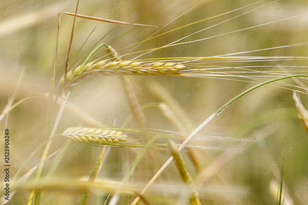 Obraz premium Golden wheat stalks sway gently in a sunlit field