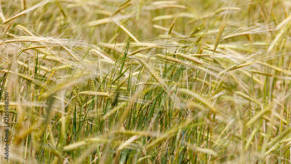 Obraz premium Golden wheat stalks sway gently in a field