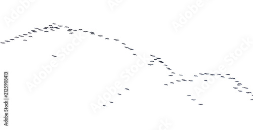 Fotografie Black birds migrate in a winding V-formation across a stark white sky