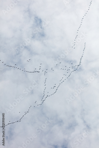 Fotografie Vast flock of birds soars above cloudy sky