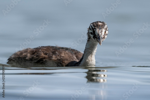 Fotografía Portrait of a juvenile great crested grebe (Podiceps cristatus) swimming on a lake