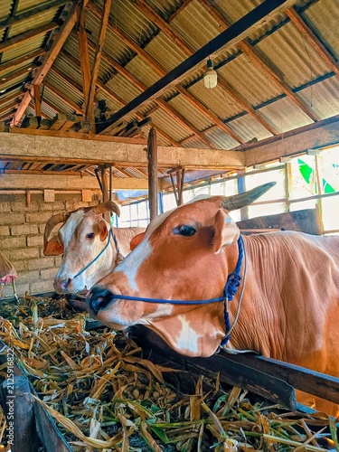 Two brown cows eating green fodder inside a traditional rustic barn facility