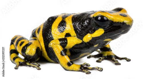 Yellow-banded Poison Dart Frog isolated on white background