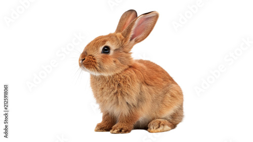 Quadro su tela Cute little brown furry rabbit bunny sitting calmly looking forward soft domesti