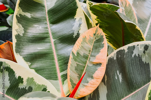 Bild auf Leinwand Close up of variegated rubber plant leaves