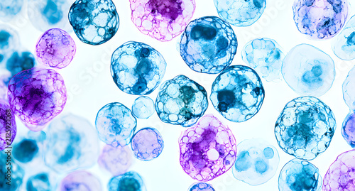 Microscopic Examination of Cells with Blue and Purple Colours on a Clear Background