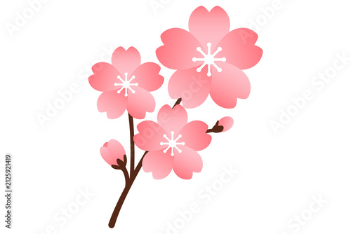 Cherry Blossom Branch Illustration