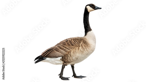 Foto Canada goose standing calmly wild avian bird creature fauna waterfowl nature wil