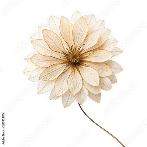 Dried delicate flower on a thin stem
