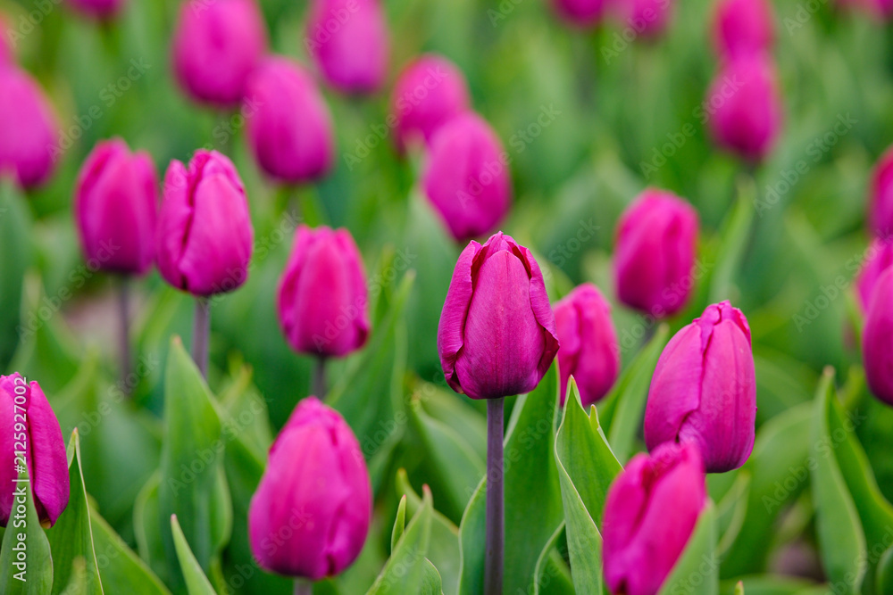 Fototapeta premium Field of purple tulips with green leaves