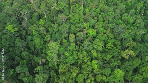 Drone pull away from the rainforest canopy revealing the vast primary rainforest of Al-Sultan Abdullah Royal Tiger Reserve near Taman Negara, Pahang, Malaysia, May 2026.