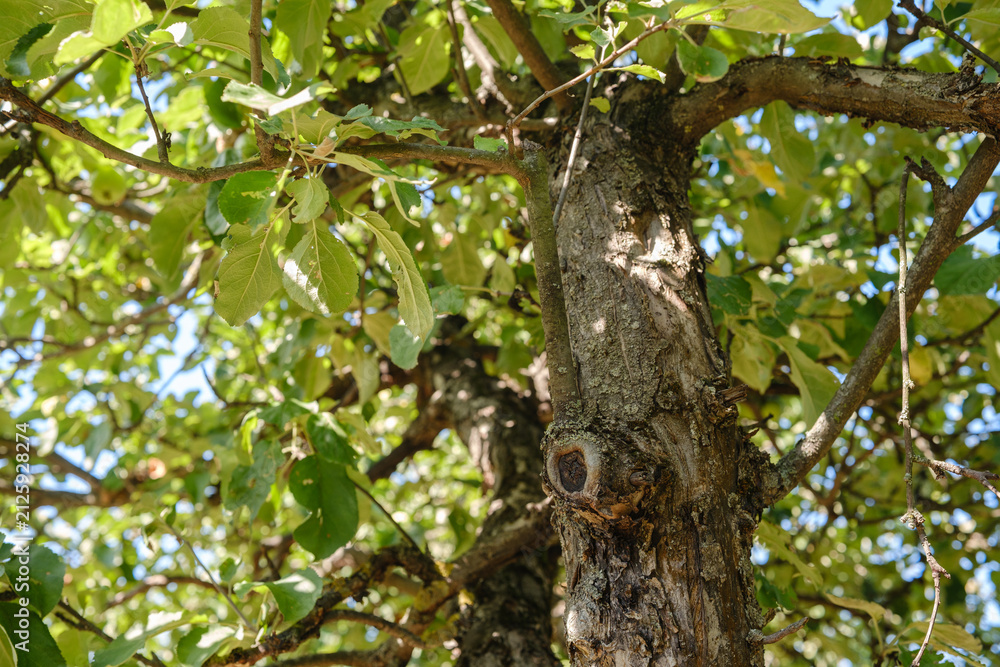 Fototapeta premium Tree trunk and branches with green leaves against a bright sky