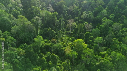 Drone flyover above diverse primary tropical rainforest canopy with afternoon backlight near Sungai Tembeling, Al-Sultan Abdullah Royal Tiger Reserve, Pahang, Malaysia