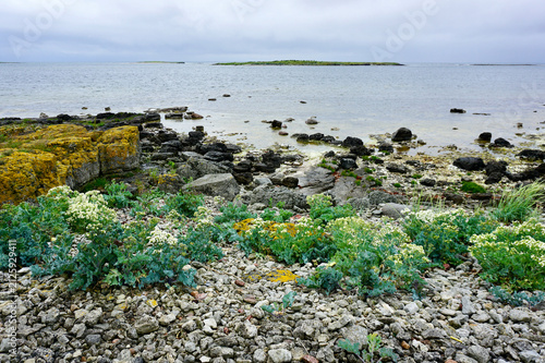 Bild auf Leinwand coastal landscape with blooming crambe maritima and yellow lichen on a rock