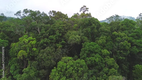 Drone rising above primary tropical rainforest revealing dense forest canopy and hilly landscape near Sungai Tembeling, Al-Sultan Abdullah Royal Tiger Reserve, Pahang, Malaysia