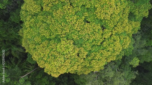 Drone top-down pull-away revealing flowering rainforest tree within primary tropical rainforest canopy, Al-Sultan Abdullah Royal Tiger Reserve near Sungai Tembeling, Pahang, Malaysia