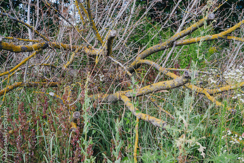 Obraz na płótnie Fallen tree branches covered in lichen with green foliage and small white flower